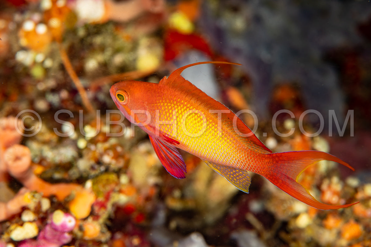 Photo de lyretail anthias
