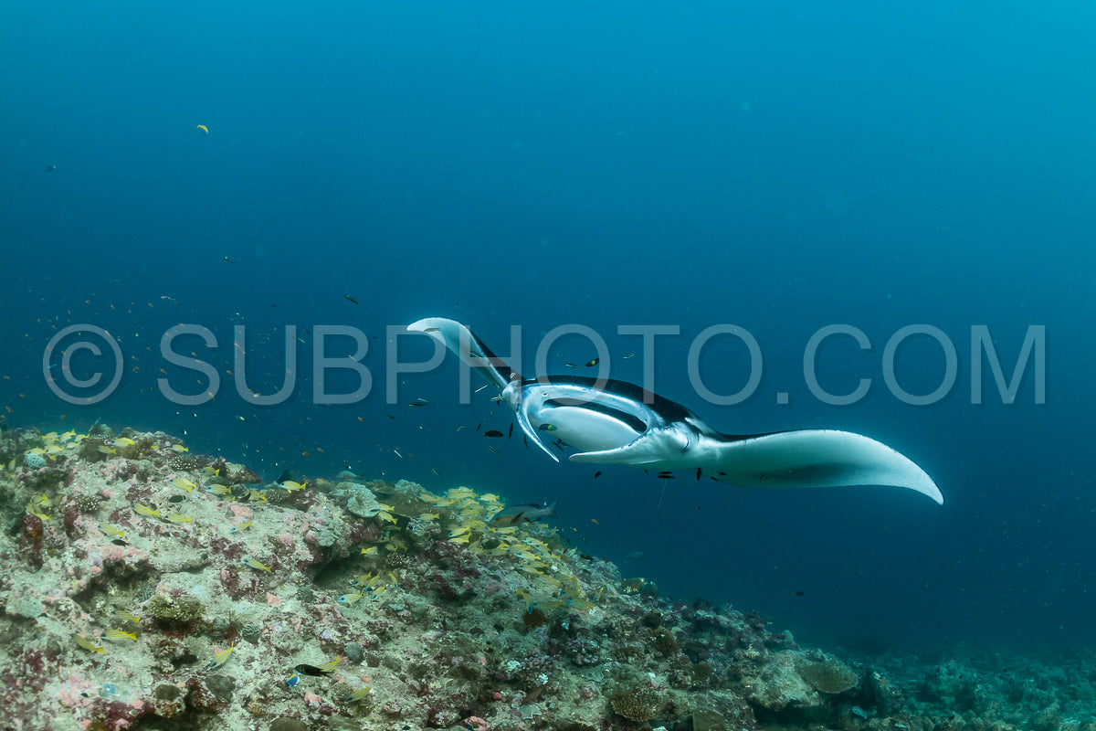 Photo de Raies manta volant autour d'une station de nettoyage aux Maldives