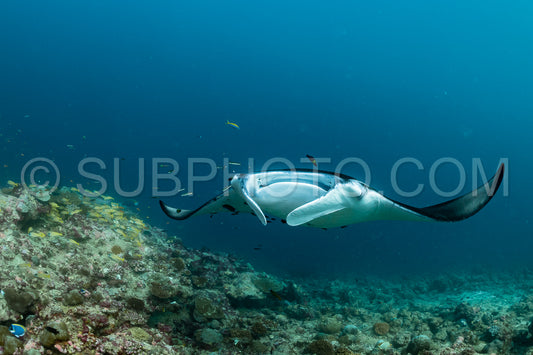 Photo de Raies manta volant autour d'une station de nettoyage aux Maldives