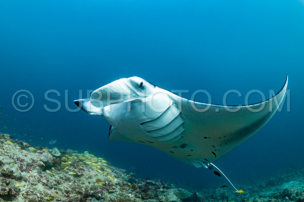 Photo de Raies manta volant autour d'une station de nettoyage aux Maldives