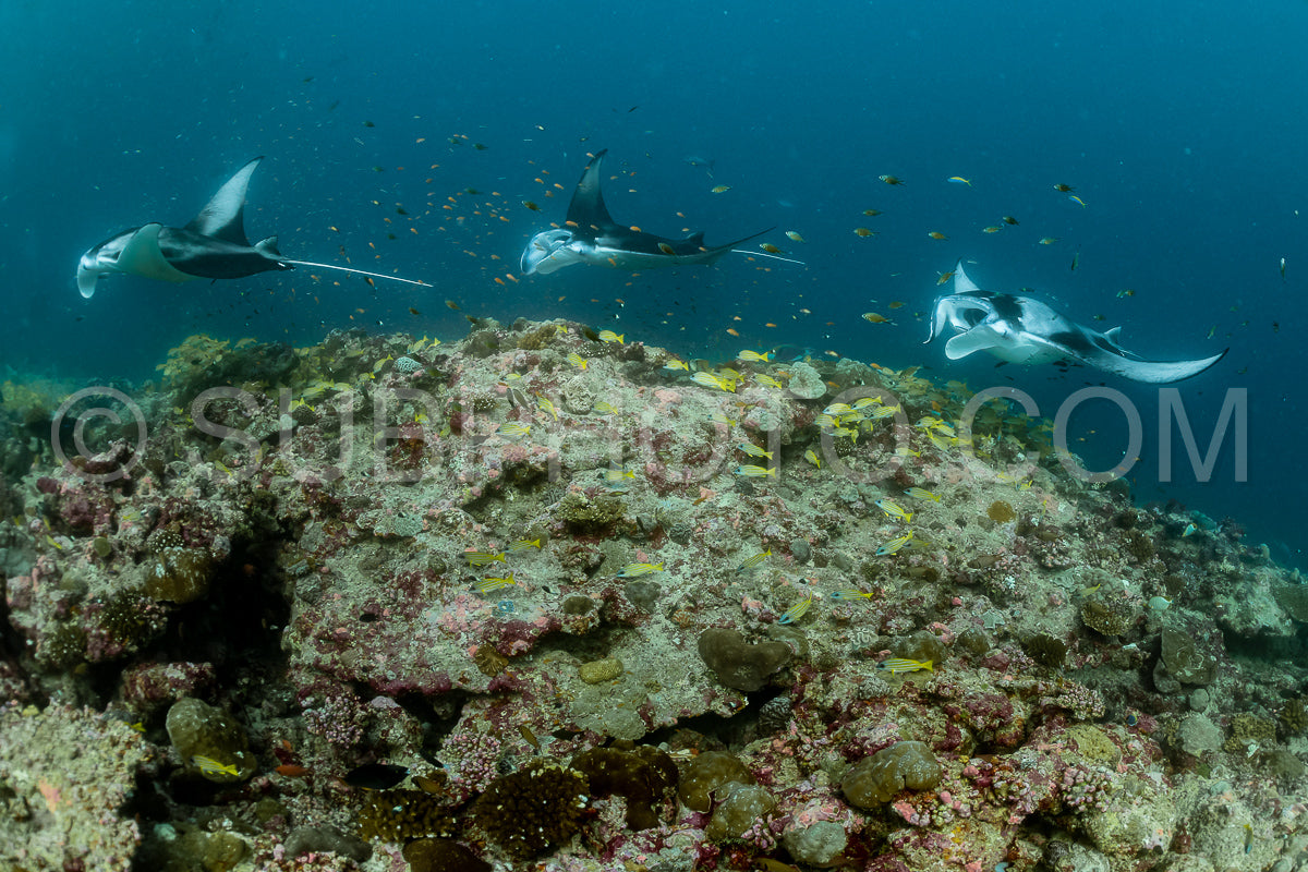 Photo de Raies manta volant autour d'une station de nettoyage aux Maldives