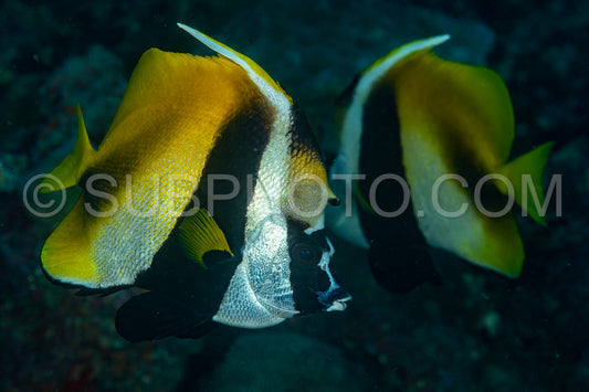 Photo de Couple de poissons-bannières masqués