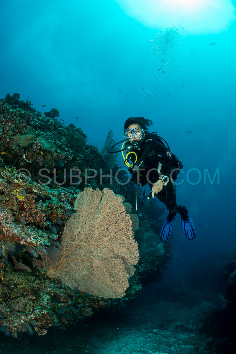 Photo de femme plongeuse visitant un récif corallien avec gorgone ou éventail de mer