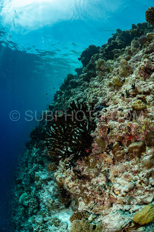 Photo de Récif corallien aux Maldives