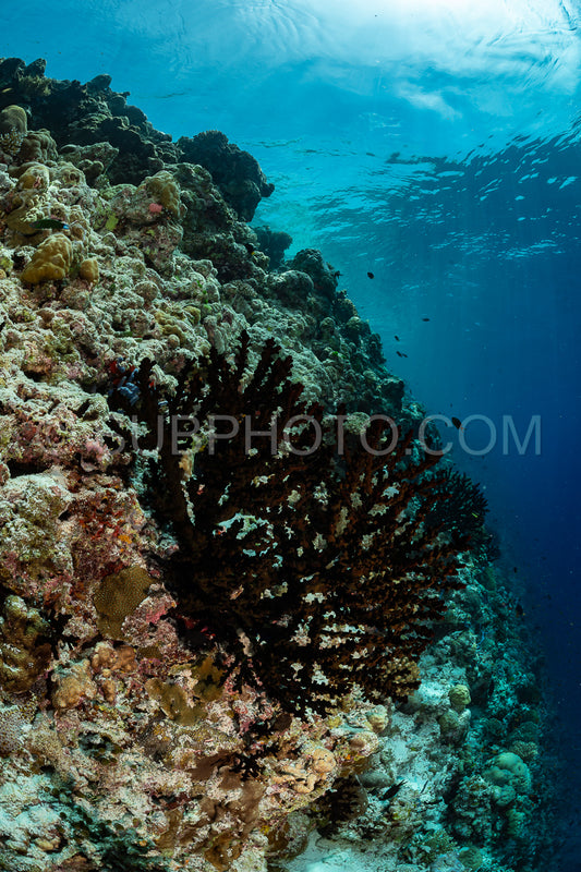 Photo de Récif corallien aux Maldives