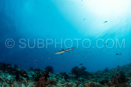 Photo de requin de récif à pointe blanche