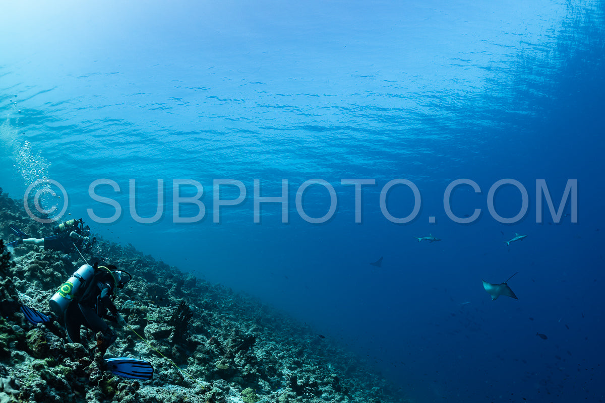 Photo de plongeurs observant le requin gris de récif