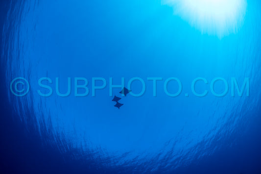 Photo de Rayon de l'aigle volant