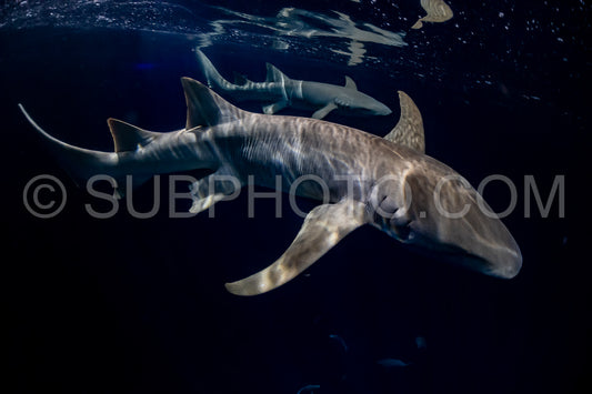 snorkeler swimming with nurse shark at night in the Maldives