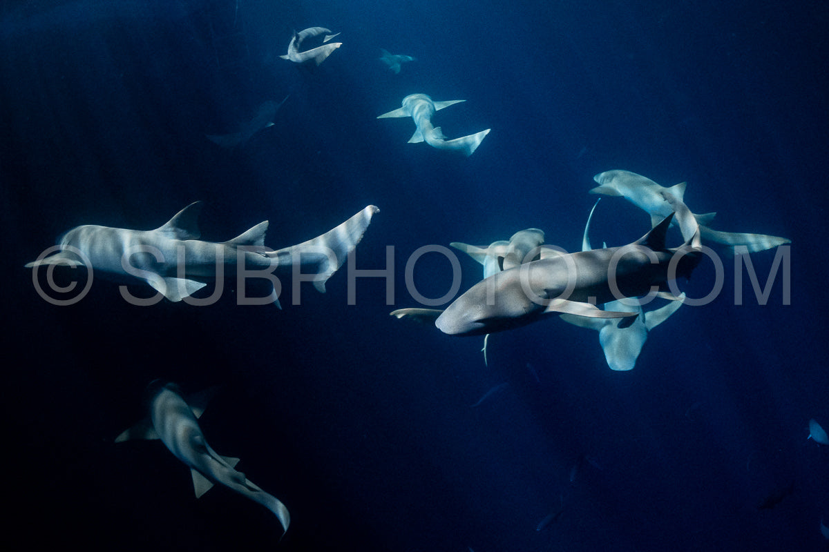 Photo de Plongeur avec tuba nageant avec un requin nourrice la nuit aux Maldives