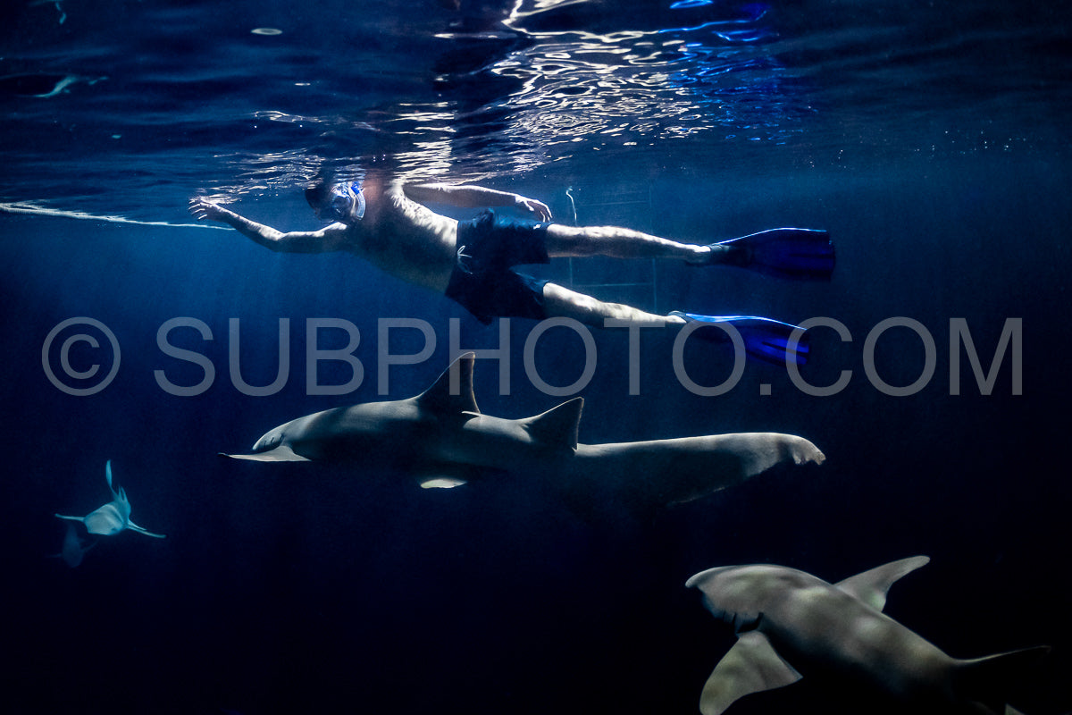 Photo de Plongeur avec tuba nageant avec un requin nourrice la nuit aux Maldives