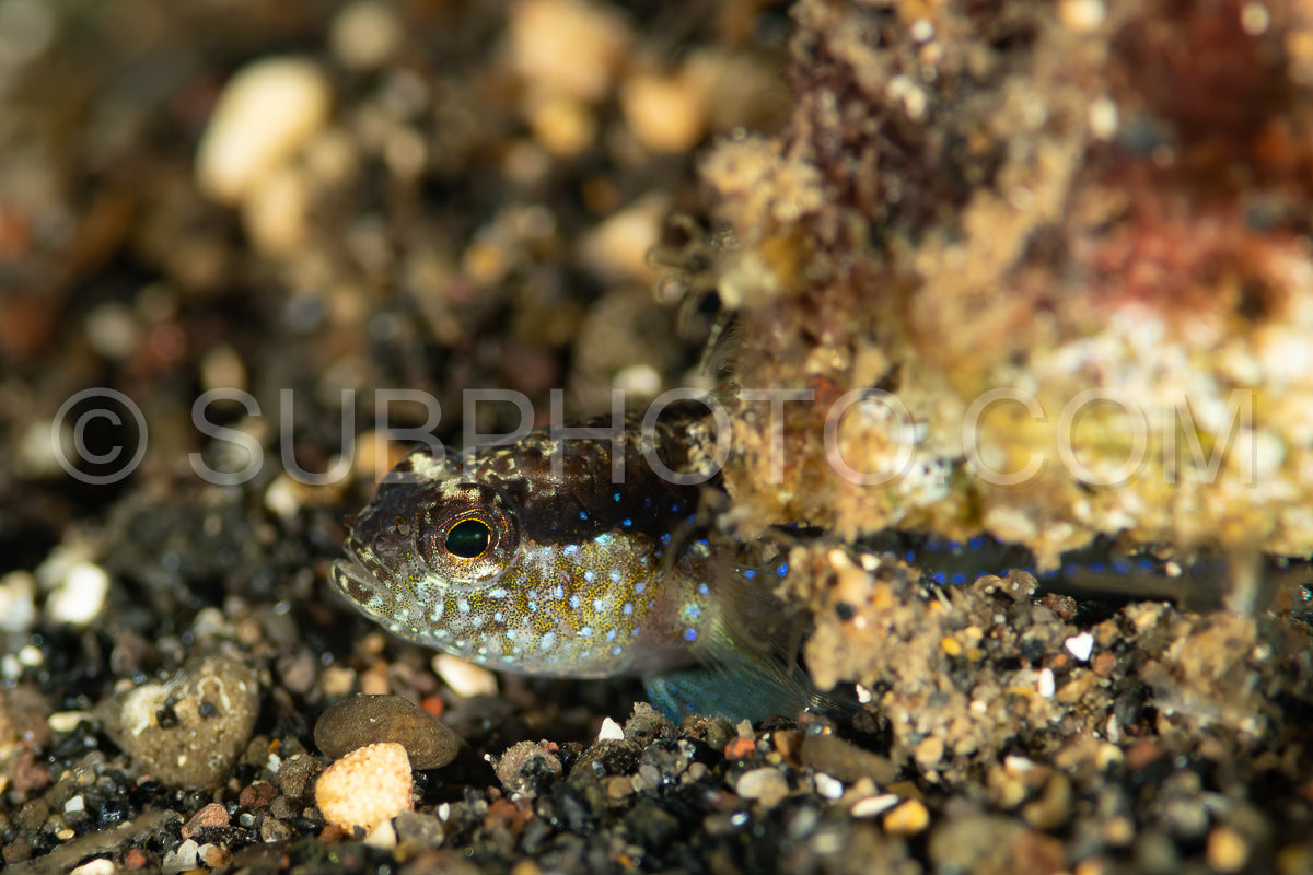 Photo de gobie bleu