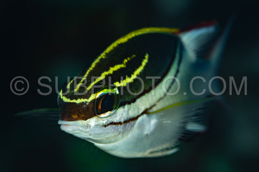 bridled monocle bream