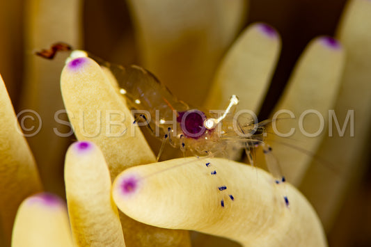 Photo de crevette commensale Ancyclomenes souscrite