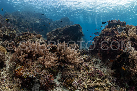 Photo de Récif corallien de Komodo en Indonésie