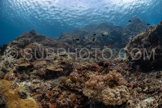 Photo de Récif corallien de Komodo en Indonésie
