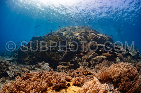 Photo de banc de poissons-chirurgiens bruns