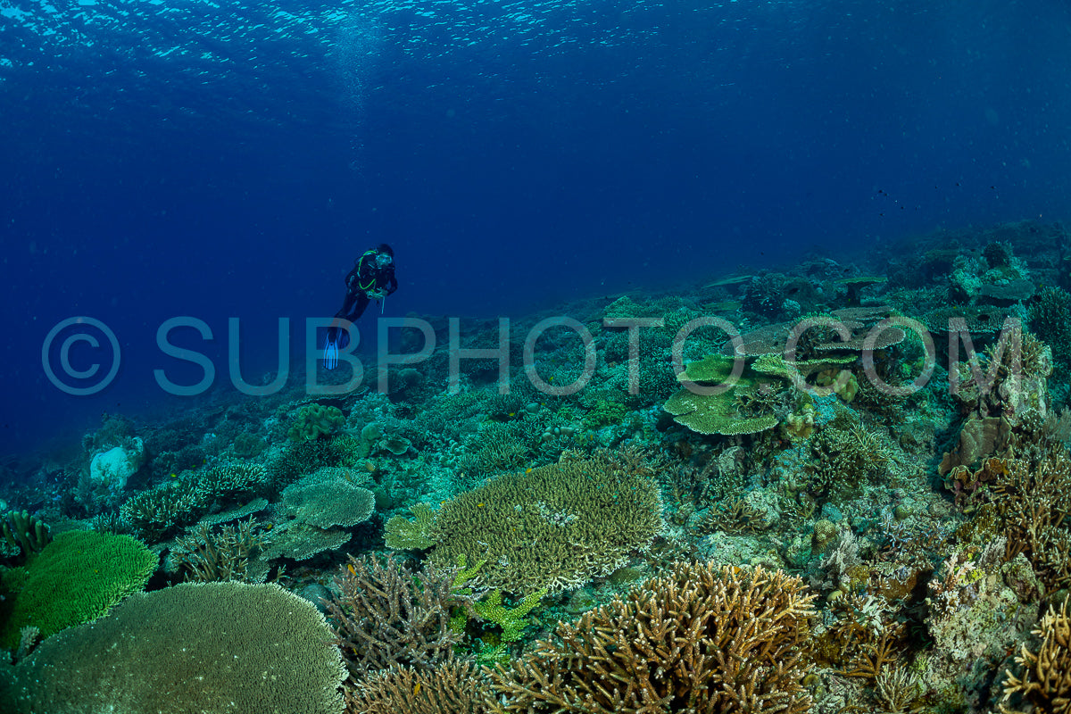 Photo de femme plongeuse découvrant la beauté du récif caral du parc national de Komodo en Indonésie
