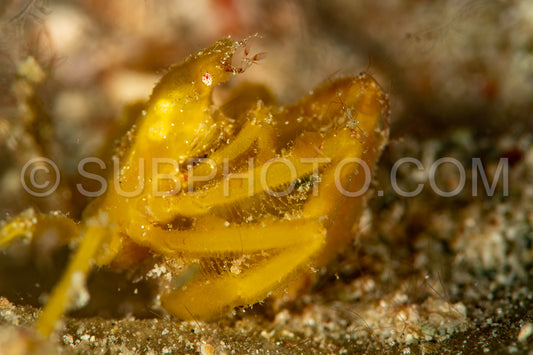 Photo de crabe orang-outan