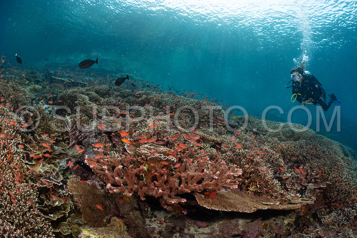 Photo de femme plongeuse découvrant la beauté du récif caral du parc national de Komodo en Indonésie