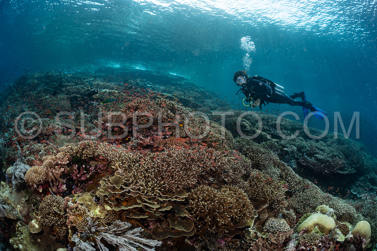 Photo de femme plongeuse découvrant la beauté du récif caral du parc national de Komodo en Indonésie