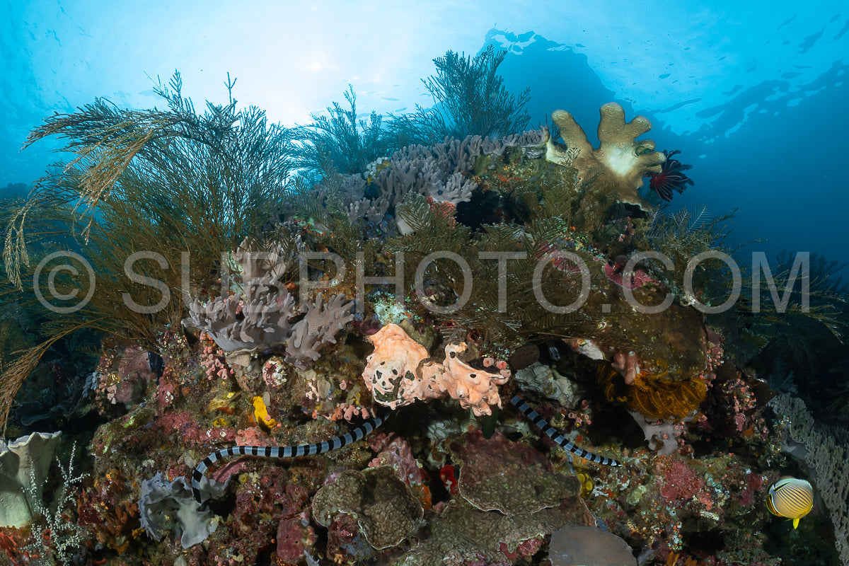Photo de Serpent krait de mer à lèvres bleues