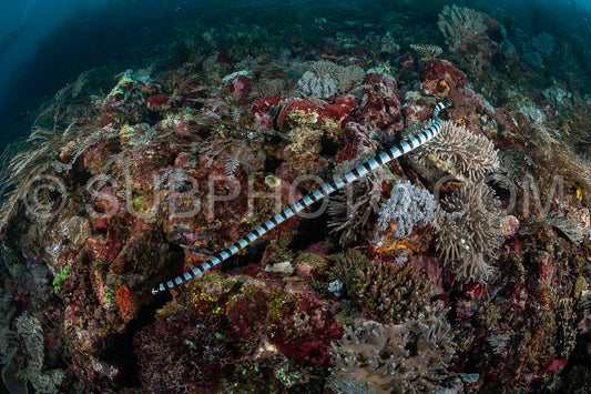 Photo de Serpent krait de mer à lèvres bleues