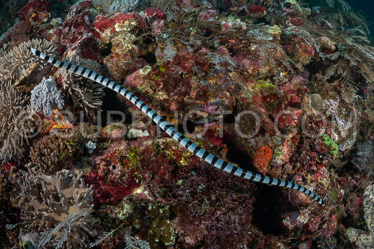 Photo de Serpent krait de mer à lèvres bleues
