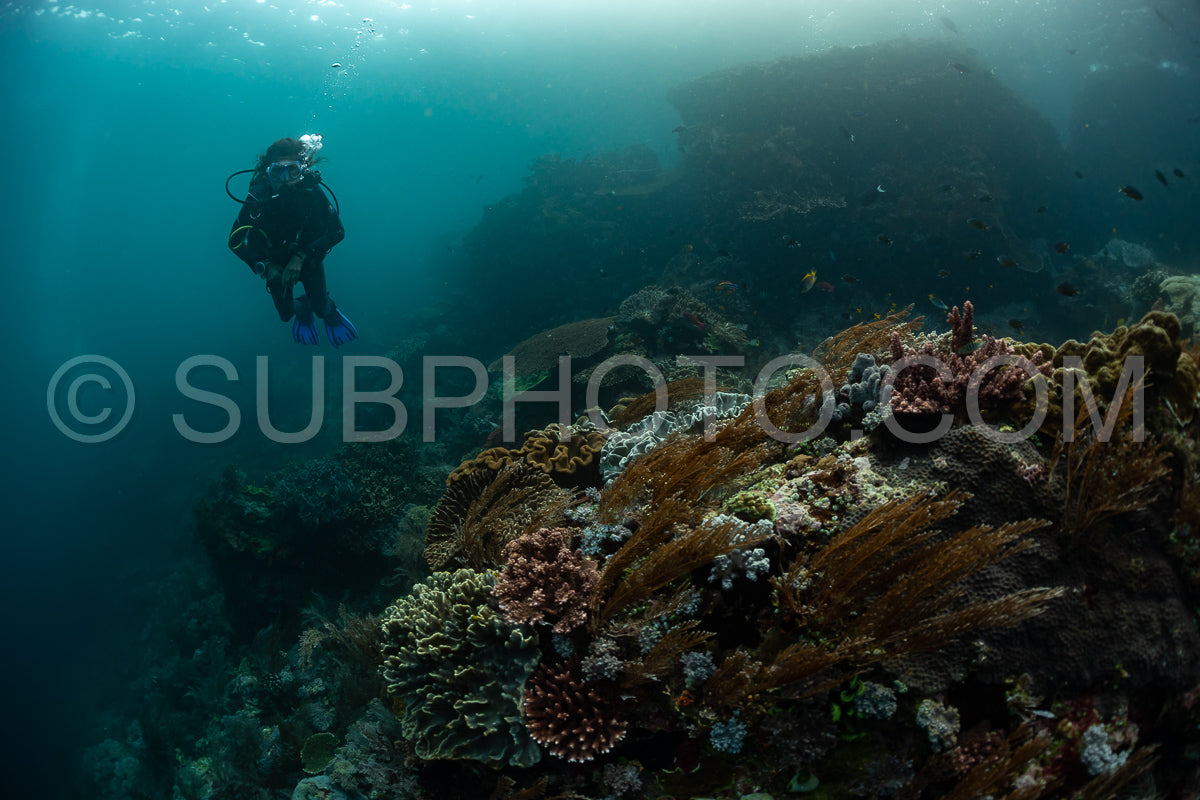 Photo de femme plongeuse découvrant la beauté du récif caral du parc national de Komodo en Indonésie