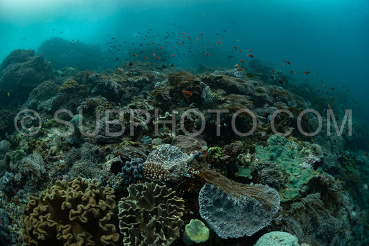 reef scenic with coral with anthias