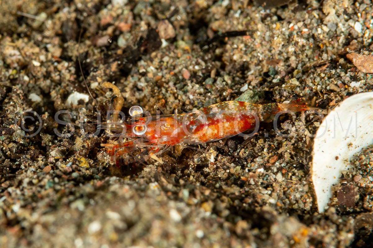 Photo de crevettes de nuit