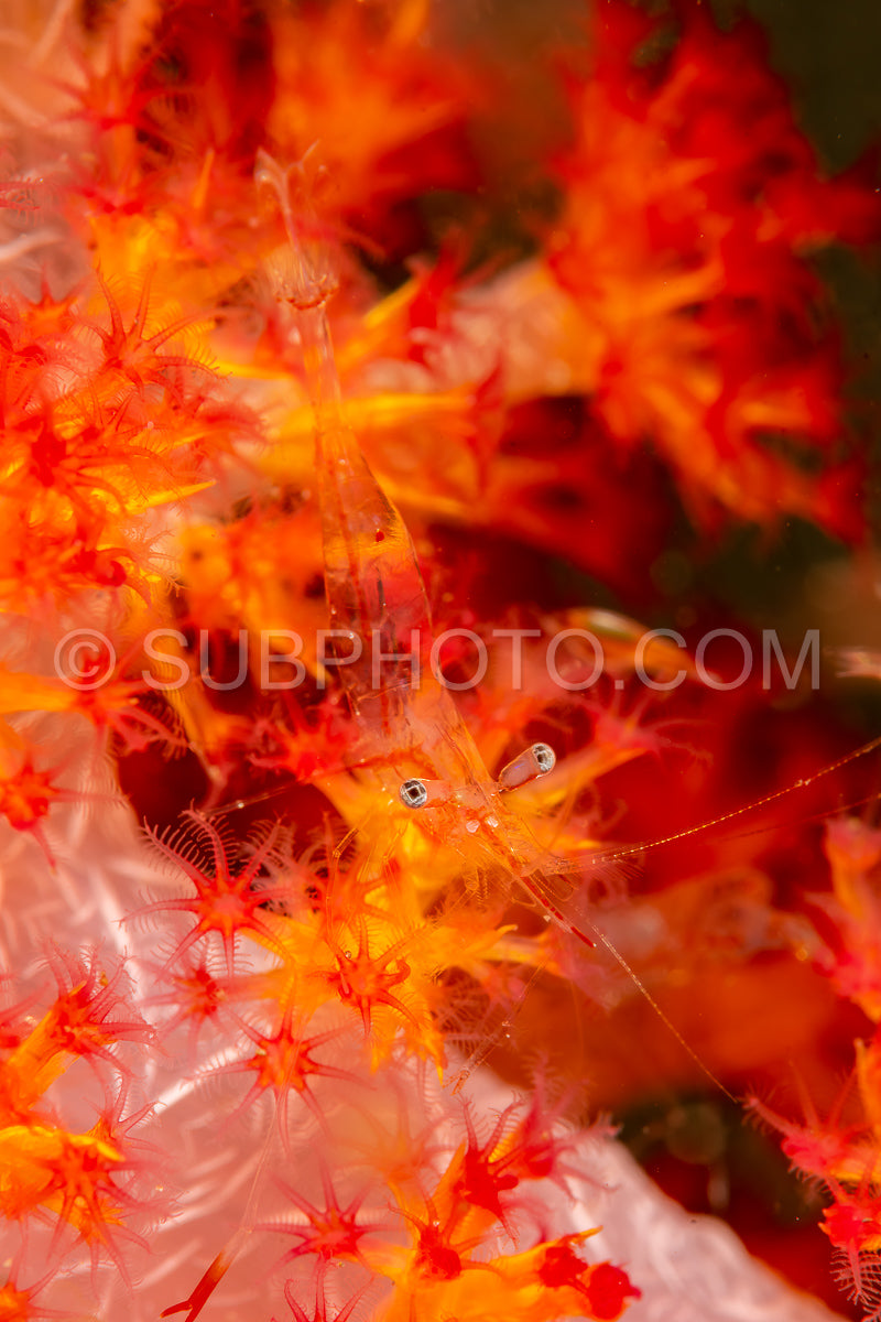 Photo de crevette de nuit sur corail mou