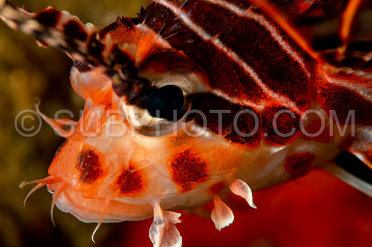 Photo de poisson-lion juvénile à nageoires tachetées