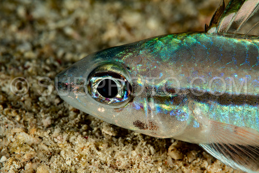 Photo de poisson-cardinal