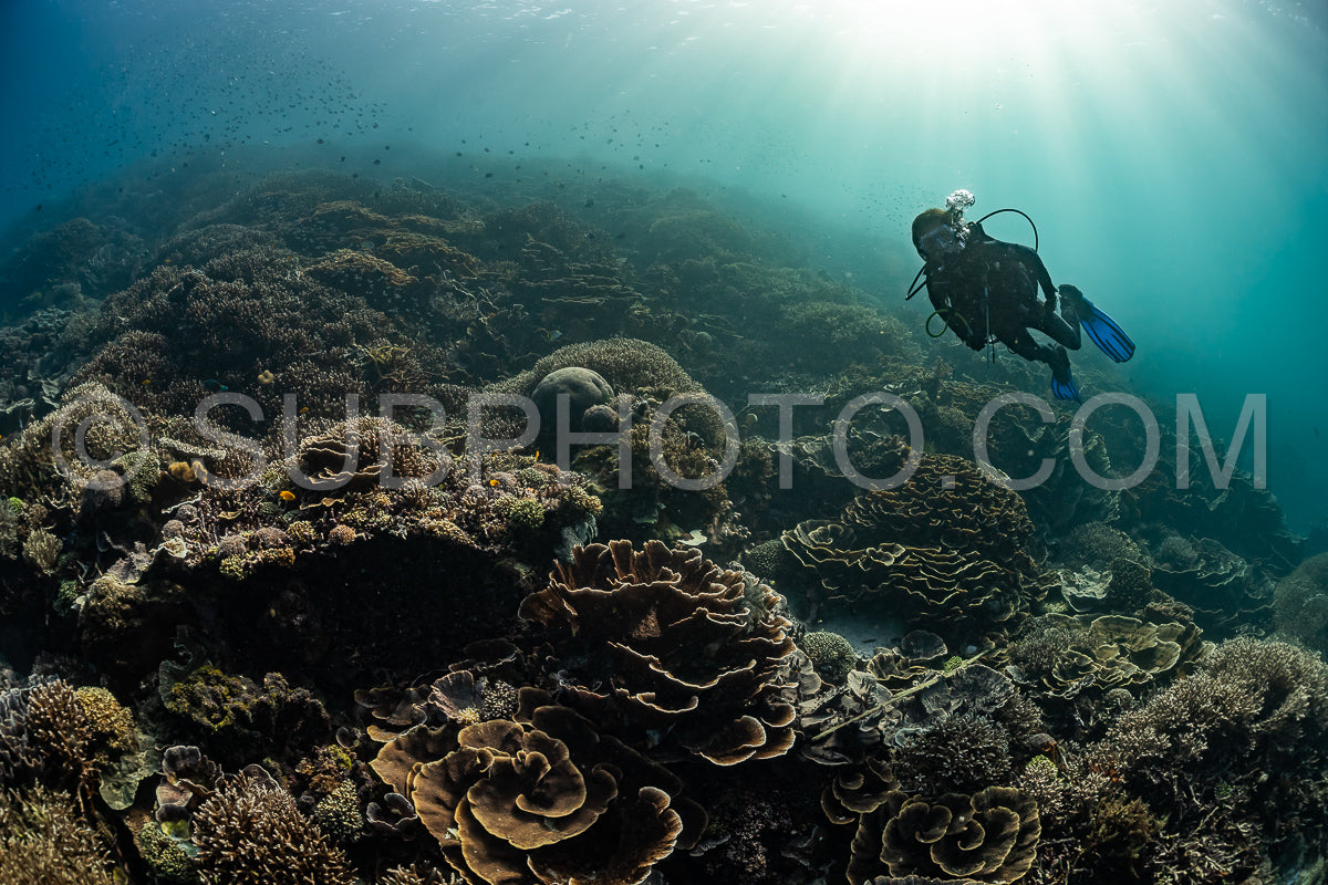 Photo de femme plongeuse découvrant la beauté du récif caral du parc national de Komodo en Indonésie