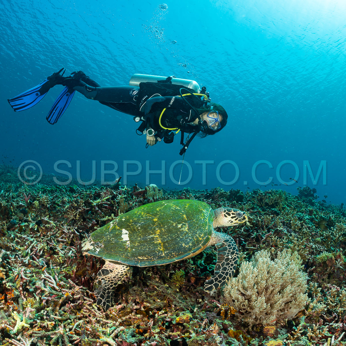 Photo de tortue imbriquée avec une plongeuse