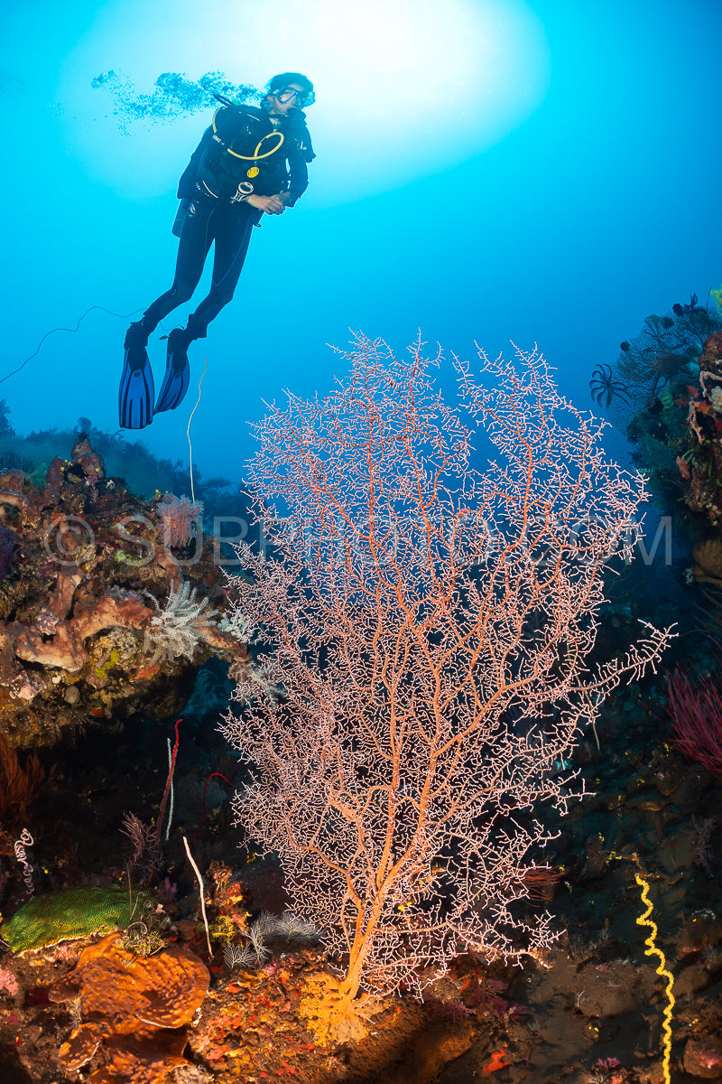 woman diver with gorgonian