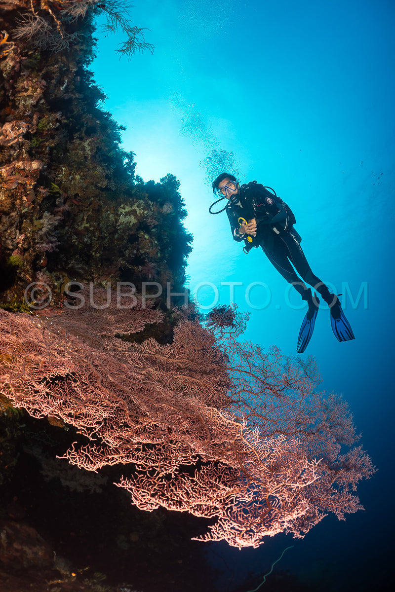 woman diver with gorgonian