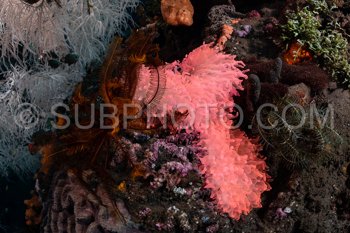 Photo de anémone rose fluorescente