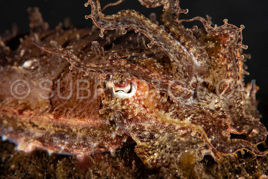 Photo de seiche crinoïde