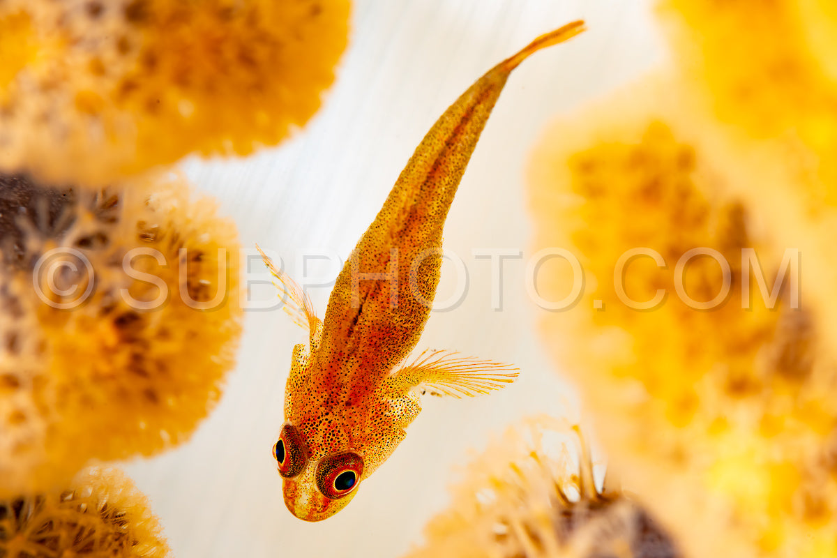 Photo de cuir corail ghostgoby