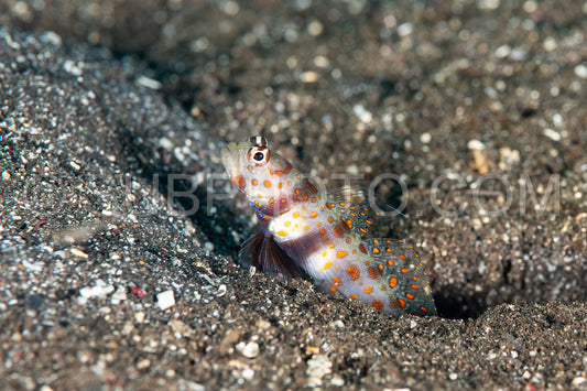 Photo de repéré shrimpgoby