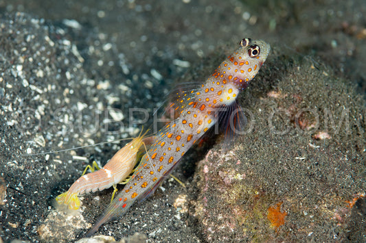 Photo de crevette tachetéegobie avec crevette commensale