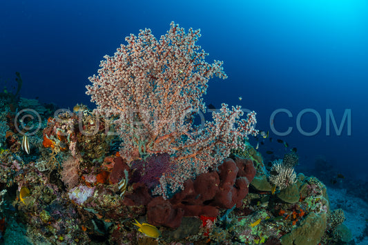 Photo de récif de coraux mous et durs avec un banc de poissons colorés