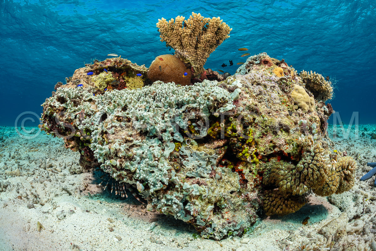 Photo de récif de coraux mous et durs avec un banc de poissons colorés