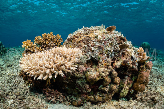 Photo de récif de coraux mous et durs avec un banc de poissons colorés