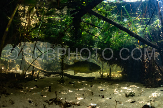 black bass in Biscarosse lake