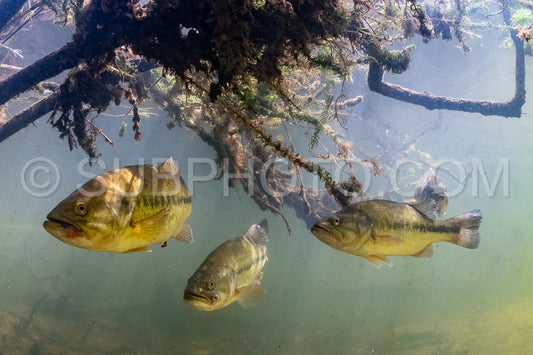 black bass in Biscarosse lake