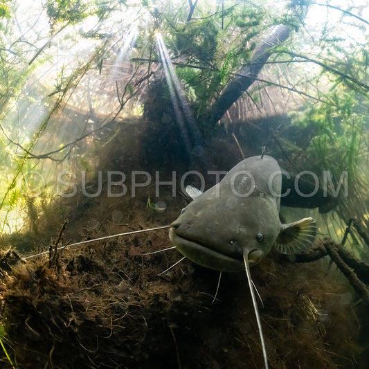 Photo de poisson-chat de Wels