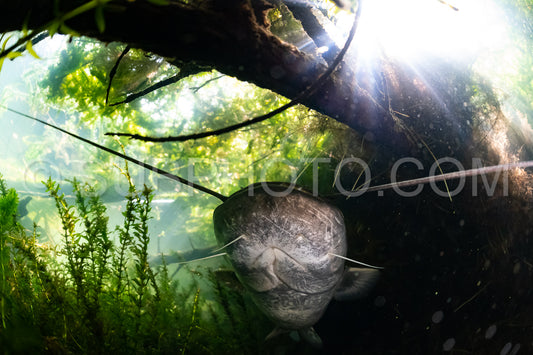 Photo de poisson-chat de Wels